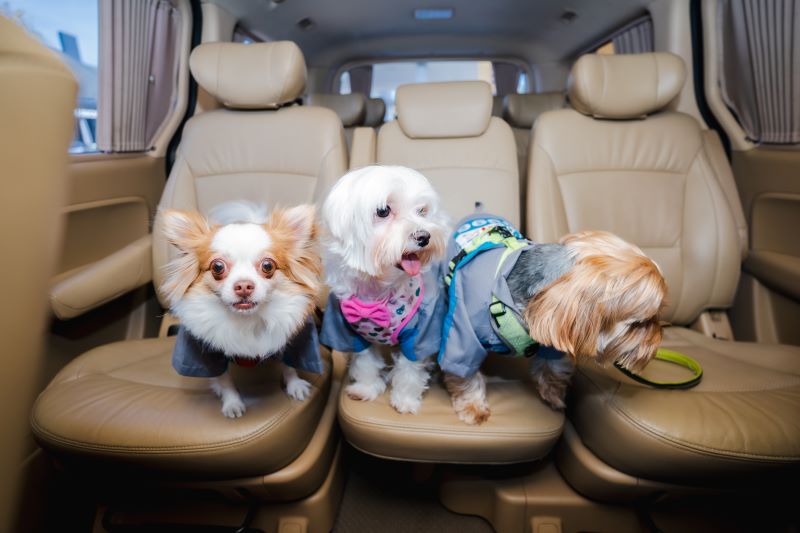 MMS ศูนย์บริการฯ แห่งแรกในรูปแบบ Pet Friendly Service-4